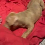Lilac Brindle Male ?? Big Boy!! in London