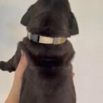 Mastiff Cross Puppies in Staffordshire