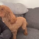 Kc Registered Male Poodle in Redditch