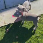 lilac pocket bully ? in Preston