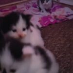 Beautiful kittens for sale in West Norfolk