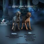 cane corso puppies in London