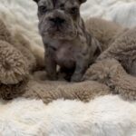 Blue Merle Chunky Rope Pup in London