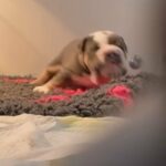 English bulldog Pups in Nottingham
