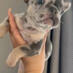 Merle French Bulldog Puppy in Leicester