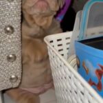2 English Bulldog Pups Left in Liverpool