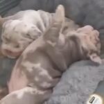 Lilac Tan Full Suit British Bulldog Puppies in Liverpool