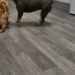 Kc KC Registered Lilac&Tan French Bulldog for Sale in Birmingham