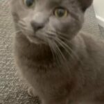 Russian blue boy Looking for a new home in Coventry
