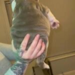 Quality English Bulldogs in Birmingham