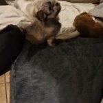 havanese in Magherafelt