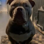 Frank The Tank Lilac Tri Pocket Bully Stud in London