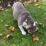 Female English Bulldog in Rotherham