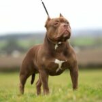 MOOSE-LEE CHOCOLATE GHOST TRI STUD in London