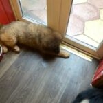 Red Kc Reg Tiberian Mastiff in Halton
