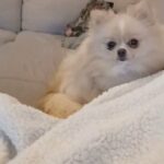 2 year old kc reg pomeranian in Isle of Wight