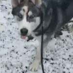 Husky with beautiful blue ice in Glasgow