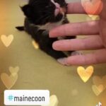 Maine Coon kitten in London