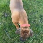 mastiff x bulli kutta in London