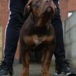 Chocolate Tri Male, Dad Direct Bossy Kennels USA 🇺🇸 in Manchester