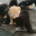 Cute fur babies in Newcastle upon Tyne