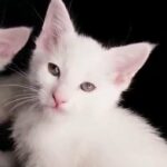 Mainecoon Angora in Glasgow