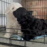 Beautiful Black Yorkshire Terrier Boy in Croydon