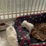 KC Reg.Maltese Boy Available in Croydon