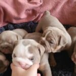 top Quality English bulldog pups in South Staffordshire
