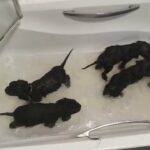 litter of 4 working cocker pups for sale price reduced in Dumfriesshire