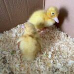DUCKLINGS AVAILABLE in London