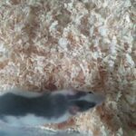 baby rats in Thurrock