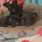 2 Female Fluffy Frenchies in Cheshire East
