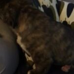 Fluffy English Bulldog Puppy Kc Reg in South Holland