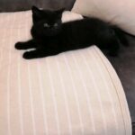 Kitten in Manchester