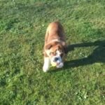 Fluffy English Bulldog Boy Kc Reg in South Holland