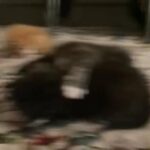 kittens for sale in London