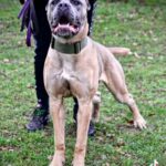 Force pride female cane corso in Derby