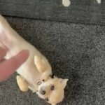 Tiny pomchi  Quality in Coventry