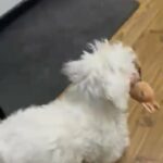 Loving Maltese Puppy For Sale in Slough