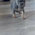 Gorgeous Lilac Tan French Bulldog in Chesterfield
