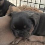 Frenchie Puppies in Thurrock