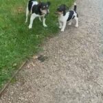 Retired Jack Russell Bitch in Blackburn with Darwen