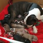 American bully x American Johnson bulldog in Kingston upon Hull