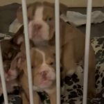 Champion Bloodline English Male Puppys in London