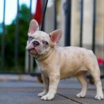 MERLE FRENCH BULLDOG in Leicester