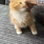 Kittens in Nottingham