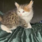Mixed Breed Kittens Ready To Go in Doncaster