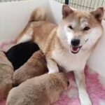 KC JAPANESE SHIBA INU PUPPIES in Inverness