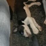 10 week old male American bully in Rochdale